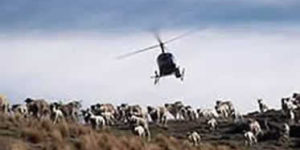 Alpine Aviation Helicopter Sheep Herding